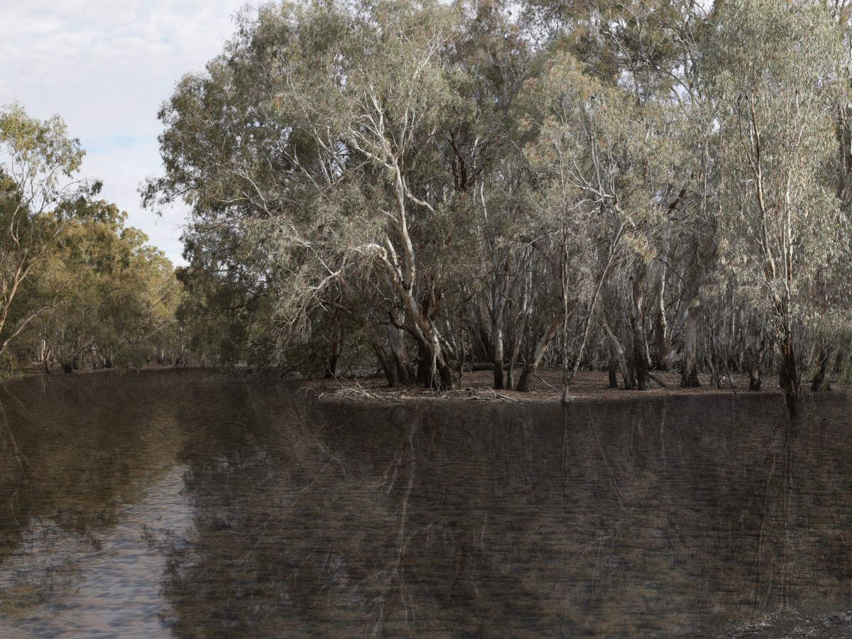 Victoria Murray Floodplain Restoration Project
